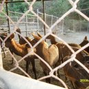 서광목장 이미지