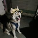 나의 반려견 이미지