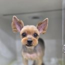 꼬리치랑개 이미지