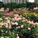 진천장미공원 이미지