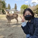 나라 고베 버스투어 나라사슴공원 온천 당일치기 내돈내산 후기