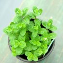 애플민트 이미지