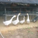 샘밭 농장 이미지