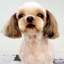 요크독애견샵 이미지