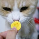 멍이와 냥이의 부엌 이미지