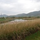 순천만 갈대밭 이미지