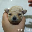 미미펫살롱 네이버블로그