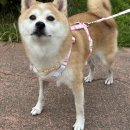 펫마트 이발소 | 중형견 강아지 하네스 추천 빠짐 없는 펫베오 H형 세트