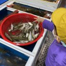 비토섬오토캠핑장 이미지