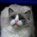 마론도리스(Marondollis) 이미지