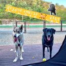 멍스테이 | [합천 멍스테이 후기] 반려견 천국에서 캠핑까지?!🐶⛺ 힐링 제대로 하고 왔어요!