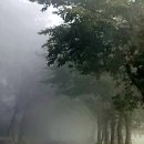 벚나무길 이미지