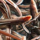 바다장어 이미지