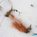 겨울과봄사이 이미지