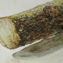 수채화반 이미지