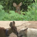 고돌이네 이미지