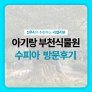 수피다꽃과식물 | 부천수피아(부천호수식물원)아기랑 평일 방문후기, 수유실 정보