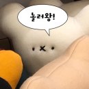 산지에서 바로 오는 치악산복숭아, 농장 방문기 공방일상