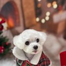 댕실댕실 이미지