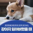 미사동물병원 이미지