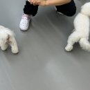 옐레드 애견유치원 & 애견호텔 진주초전점 이미지