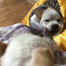 관저종합동물병원 이미지