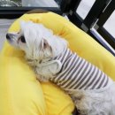 뿡뿡애견호텔 이미지