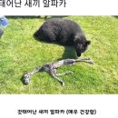 갓 태어난 알파카래 이미지