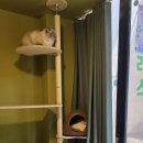 냥클래스 이미지