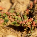 하천리-9 이미지