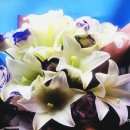 화비꽃방 이미지