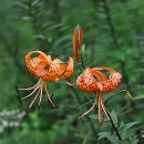 사랑울타리 이미지