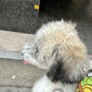 중랑차동물병원 네이버블로그