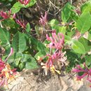 평촌목장 이미지