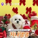 지나댕댕 | 부산 명지 애견미용 어디 갈지 고민 끝 보호자들사이 입소문난 지나댕댕 후기