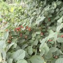 (주)오토스마일 | 도봉동자동차도색판금후기~~덴트
