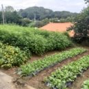 자개1리 마을회관 이미지