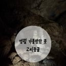 고씨가게 | 영월 가볼만한곳 고씨동굴 아이와 방문 후기 이용팁