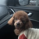 오늘도, 아름답개 이미지