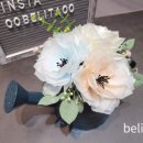 벨리타BELITA