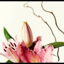 영보약국 이미지