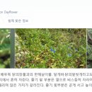 카페데이플라워