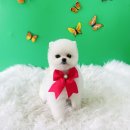 아토,사랑스러워 | 청라애견미용 포메라니안 곰돌이컷 아토사랑스러워에서 미용후기(청라애견유치원)