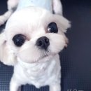 또오개 이미지
