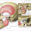 Re: Evaluation of the lateral pterygoid muscle using magnetic resonance 이미지