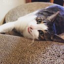 지에스25도안KDU점 | 망원동 상실이네+2006 발목골절수술 1276일, 핀제거수술 749일 3D프린터 좋으다