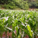 선암농장 이미지