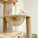 헤어 컹컹 | 고양이 거위기침? 천식? 허피스? 캐니코프 후기까지 (1주일 기록)