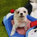 오렌지애견샵