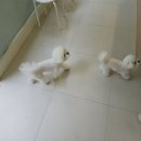 댕댕이지 이미지